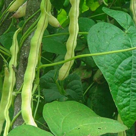 Oturak Barbunya Tohumu Karlı Beyaz 100 Gr