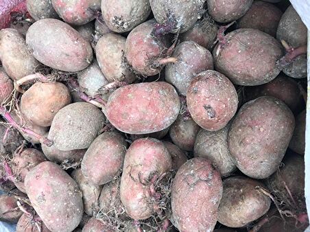 Yerli Erkenci Kırmızı Tohumluk Patates 1 Kg
