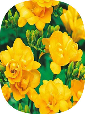 15 Adet Sarı Frezya Soğanı Katmerli