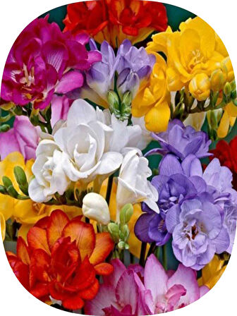 30 Adet Karışık Renk Frezya Soğanı Katmerli