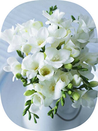 100 Adet Beyaz Frezya Soğanı