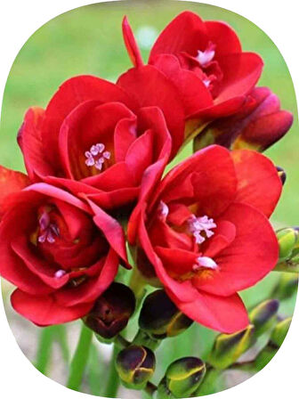 100 Adet Kırmızı Frezya Soğanı Mis Kokulu Katmerli