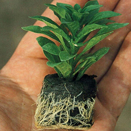 Calita Katmerli Double Sky Blue Calibrochoa Çiçeği Fidesi (1 adet)