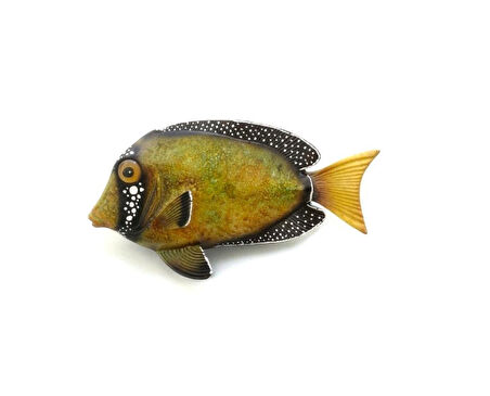 El Yapımı Dekoratif Renkli Duvar Süsü Balık Deniz ve Doğa Temalı Duvar Süsü Ev, Ofis, Kafe, Restoran ve Yazlık Dekorasyon Duvar Aksesuarı