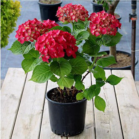 Kırmızı Ortanca Fidesi Hydrangea Macrophylla 10-20 cm