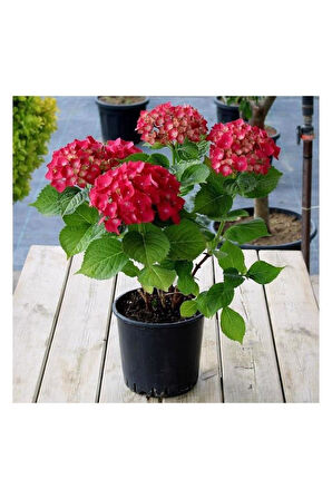 Kırmızı Ortanca Fidesi Hydrangea Macrophylla 10-20 cm