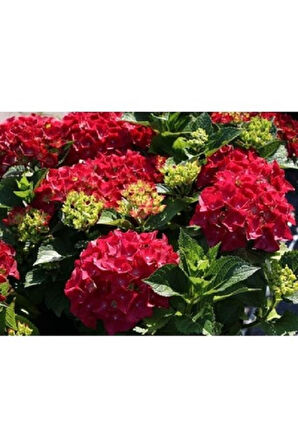 Kırmızı Ortanca Fidesi Hydrangea Macrophylla 10-20 cm