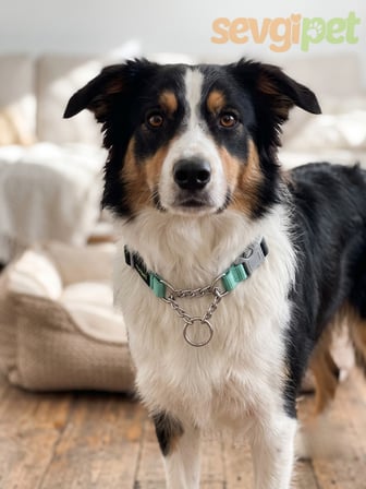 SVGPT Karışık Renk Ayarlanabilir Zincirli Martingale Köpek Eğitim Boyun Tasması