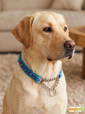 SVGPT 60 CM Ayarlanabilir Martingale (Yarı Boğma) Köpek Eğitim Boyun Tasması Mavi