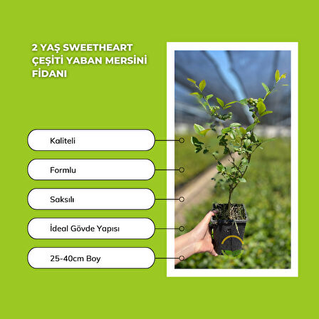 10 Adet Sweetheart Çeşiti Yaban Mersini Fidanı Paketi