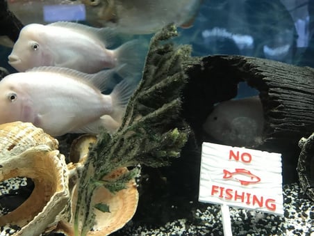 Sezen Akvaryum Dekoru – "No Fishing" Tabelası | Ahşap Desenli