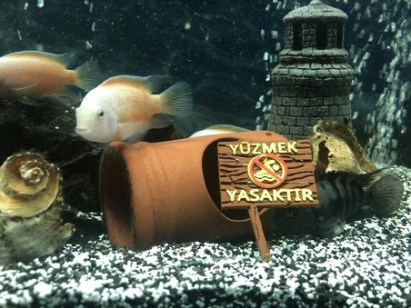 Sezen Akvaryum Dekoru – "Yüzmek Yasaktır" Tabelası | Ahşap Desenli
