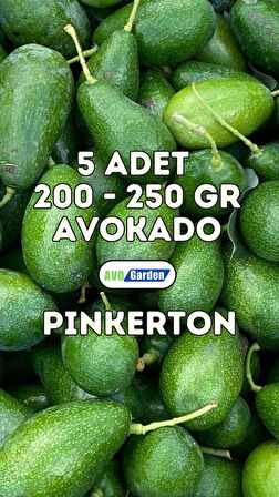  AvoGarden Taze Avokado Pinkerton 5'li Paket - 200 - 250 gr Arası