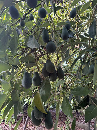 AvoGarden Taze Avokado 10'lu Paket - 250 gr üzeri