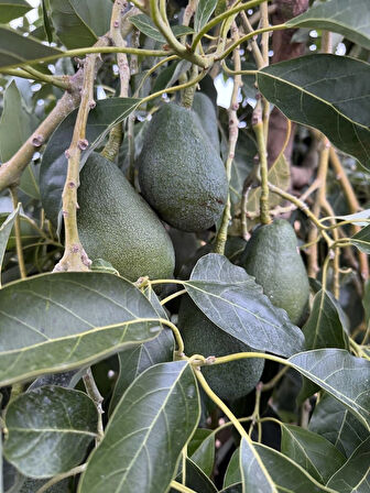 AvoGarden Taze Avokado 10'lu Paket - 200 - 250 gr