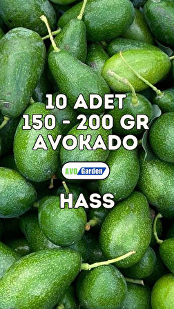 AvoGarden Taze Avokado Hass 10'lu Paket - 150 - 200 gr