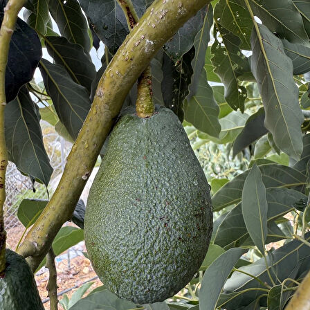 AvoGarden Taze Avokado 15'li Paket - 200 - 250 gr Arası
