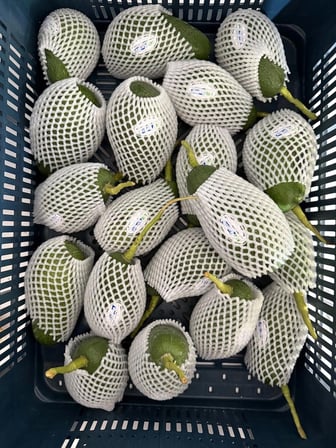 AvoGarden Taze Avokado 20'li Paket - 250 gr Üzeri