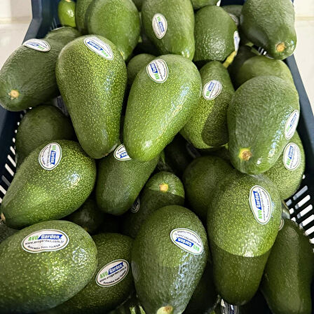 AvoGarden Taze Avokado 30'lu Paket - 200 - 250 gr Arası