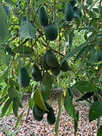 AvoGarden Taze Avokado 30'lu Paket - 200 - 250 gr Arası