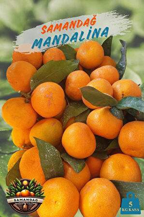 Samandağ Mandalina 5 kg kasa Dalından Taze