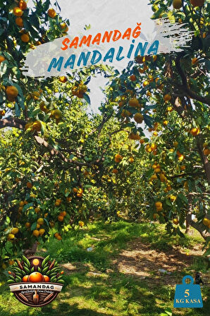 Samandağ Mandalina 5 kg kasa Dalından Taze