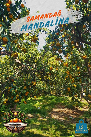 Samandağ Mandalina 15 kg kasa Dalından Taze