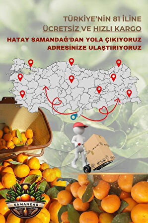 Samandağ Mandalina 15 kg kasa Dalından Taze