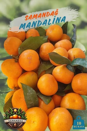 Samandağ Mandalina 10 kg kasa 