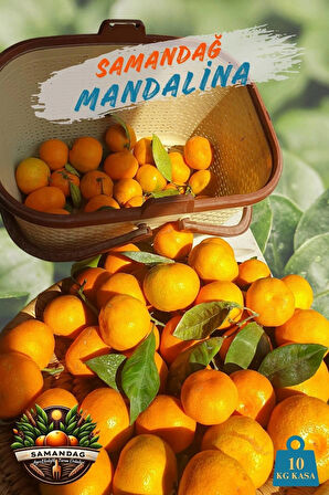 Samandağ Mandalina 10 kg kasa Dalından Taze