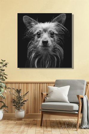 Yorkshire Terrier'in Yakın Çekim Portresi Siyah Beyaz Kare Kanvas Tablo Tekli Ev Kafe Ofis 3406