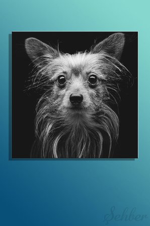 Yorkshire Terrier'in Yakın Çekim Portresi Siyah Beyaz Kare Kanvas Tablo Tekli Ev Kafe Ofis 3406
