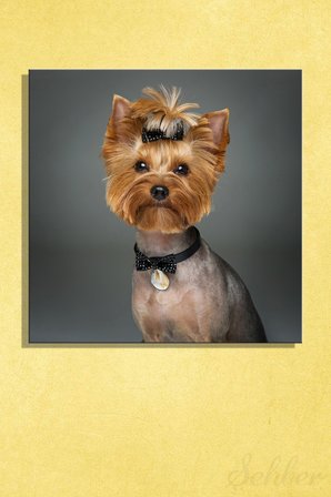 Saçları Fiyonklu Yorkshire Terrier Köpek Portre Dekoratif Kare Kanvas Tablo Tekli Ev Kafe Ofis 3429