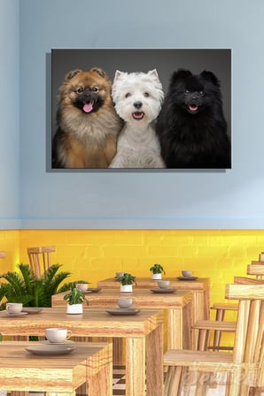 İki Spitz köpeği Ve Bir West Highland White Terrier Yatay Kanvas Tablo Tekli Ev Kafe Ofis 3440