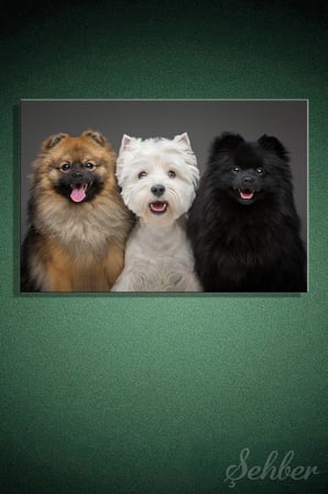 İki Spitz köpeği Ve Bir West Highland White Terrier Yatay Kanvas Tablo Tekli Ev Kafe Ofis 3440
