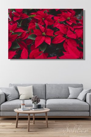 Canlı Kırmızı Yapraklarıyla Bilinen Atatürk Çiçeği (Poinsettia) Bitkisi Yatay Kanvas Tablo Tekli 3531