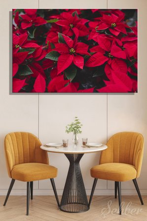 Canlı Kırmızı Yapraklarıyla Bilinen Atatürk Çiçeği (Poinsettia) Bitkisi Yatay Kanvas Tablo Tekli 3531