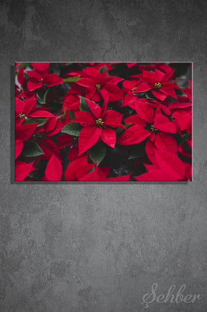 Canlı Kırmızı Yapraklarıyla Bilinen Atatürk Çiçeği (Poinsettia) Bitkisi Yatay Kanvas Tablo Tekli 3531
