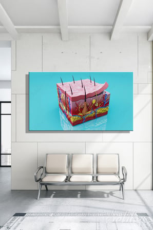 İnsan Derisinin Katmanları (Epidermis, Dermis, Hipodermis) 3D Anatomik Model Yatay Kanvas Tablo 3553