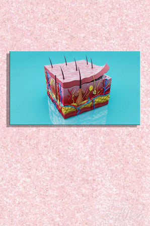 İnsan Derisinin Katmanları (Epidermis, Dermis, Hipodermis) 3D Anatomik Model Yatay Kanvas Tablo 3553