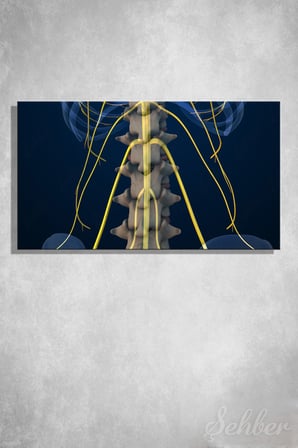 İnsan Anatomisi Bel Omurları Ve Sinir Yollarını Gösteren 3D Tıbbi İllüstrasyon Yatay Kanvas Tablo 3584