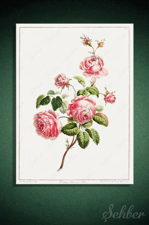 John Edwards'ın "Cabbage Provence Rose" Adlı Botanik İllüstrasyonu Dikey Kanvas Tablo 3890