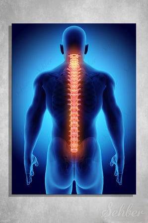 Omurgayı (Vertebral Kolon) Ve Sırt Anatomisi Tıbbi 3D İllüstrasyon Dikey Kanvas Tablo Tekli 3985