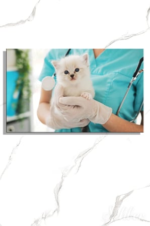 Kanvas Tablo Veteriner Kliniğinde Mavi Gözlü Bir Yavru Kedi Yatay Duvar Tablosu - 4061