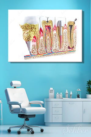 Kanvas Tablo Diş Patolojileri Kesitsel Bir Diş Ve Çene Anatomisi Yatay Duvar Tablosu - 4736