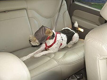 Thundershirt Köpekler için Sakinleştirici Başlık