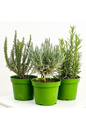Lavanta Biberiye Kekik Fidanı 3 Lü Set Aromatik Bitki Seti 10-20 cm