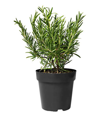 Lavanta Biberiye Kekik Fidanı 3 Lü Set Aromatik Bitki Seti 10-20 cm