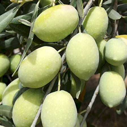Yüksek Polifenollü Tüplü İri Meyveli Memecik Zeytin fidanı (10-20 cm)