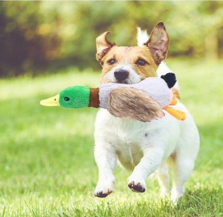 Sesli Ördek Şekilli Peluş Köpek Oyuncağı